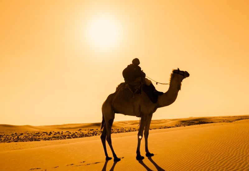 Silueta de un dromedario con su jinete al atardecer en el desierto