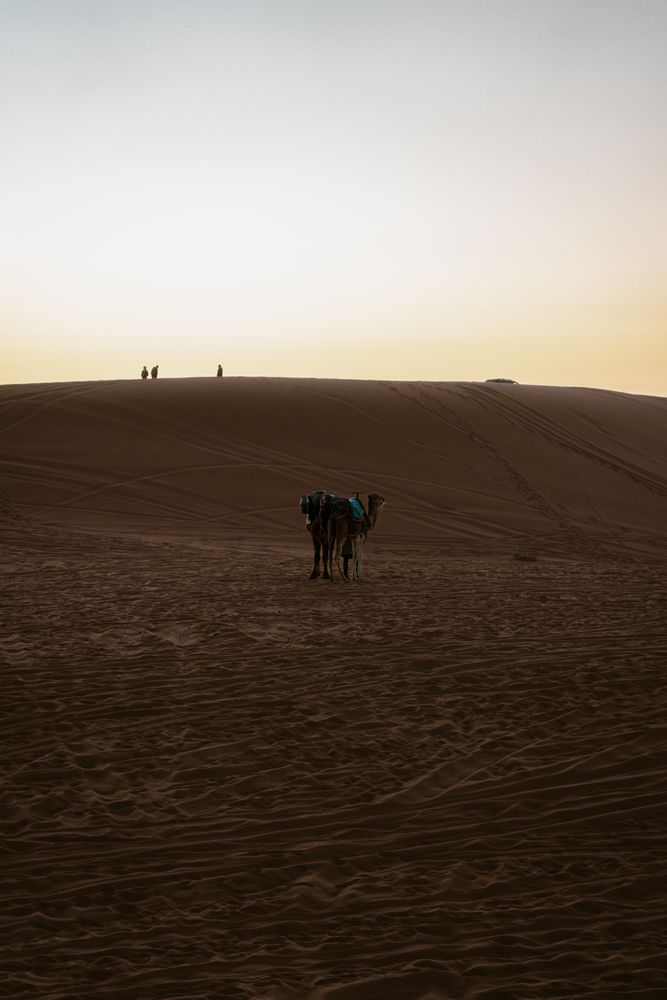 Dromedarios silueteados sobre las dunas al atardecer en la ruta hacia Zagora