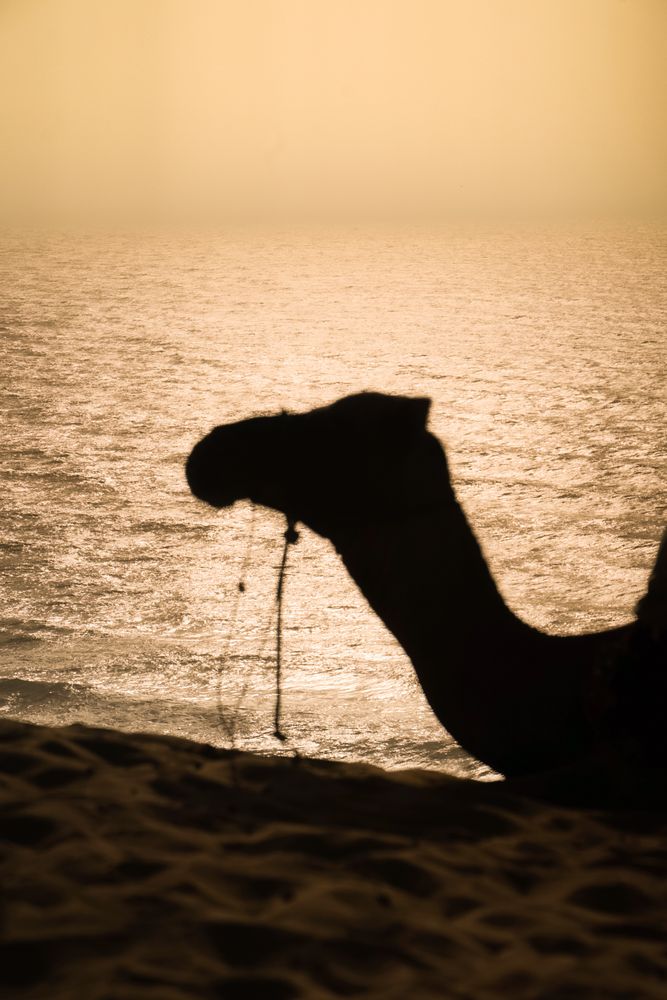Silueta de un dromedario sobre las dunas al atardecer