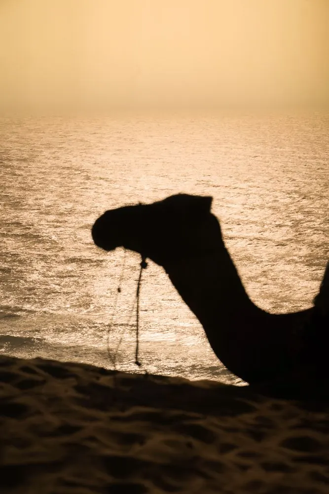 Silueta de un dromedario sobre las dunas al atardecer